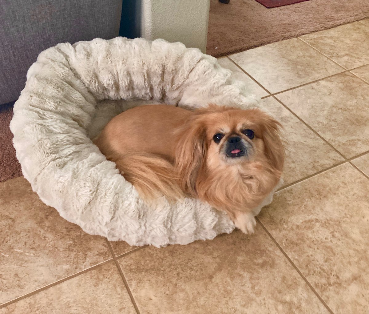 MicroFins's tweet image. Saturday morning Mei Mei 🐶