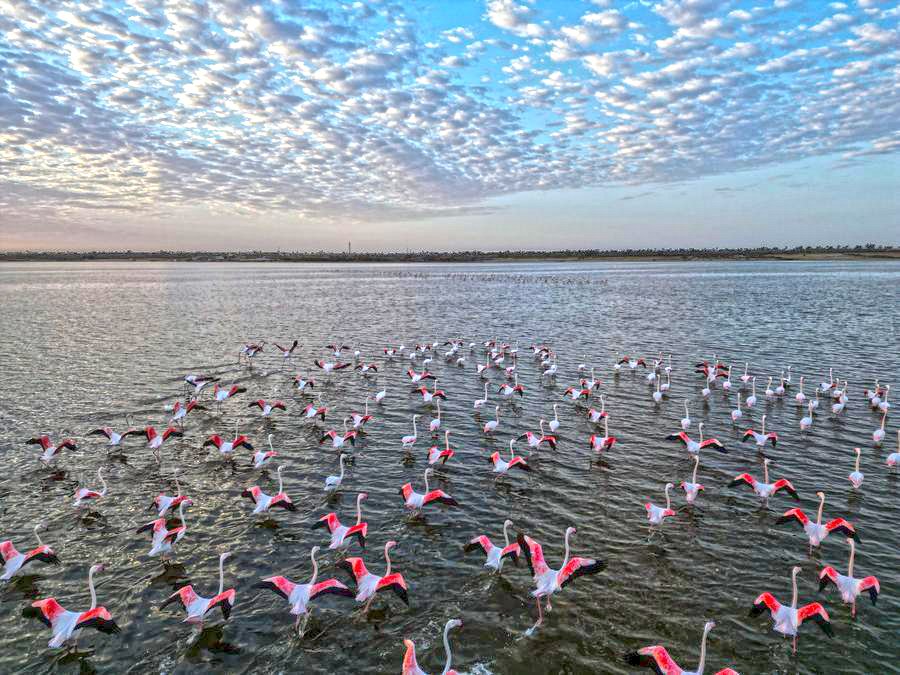 طائر الفلامنجو رجع بحيرة قارون من كام يوم ❤️