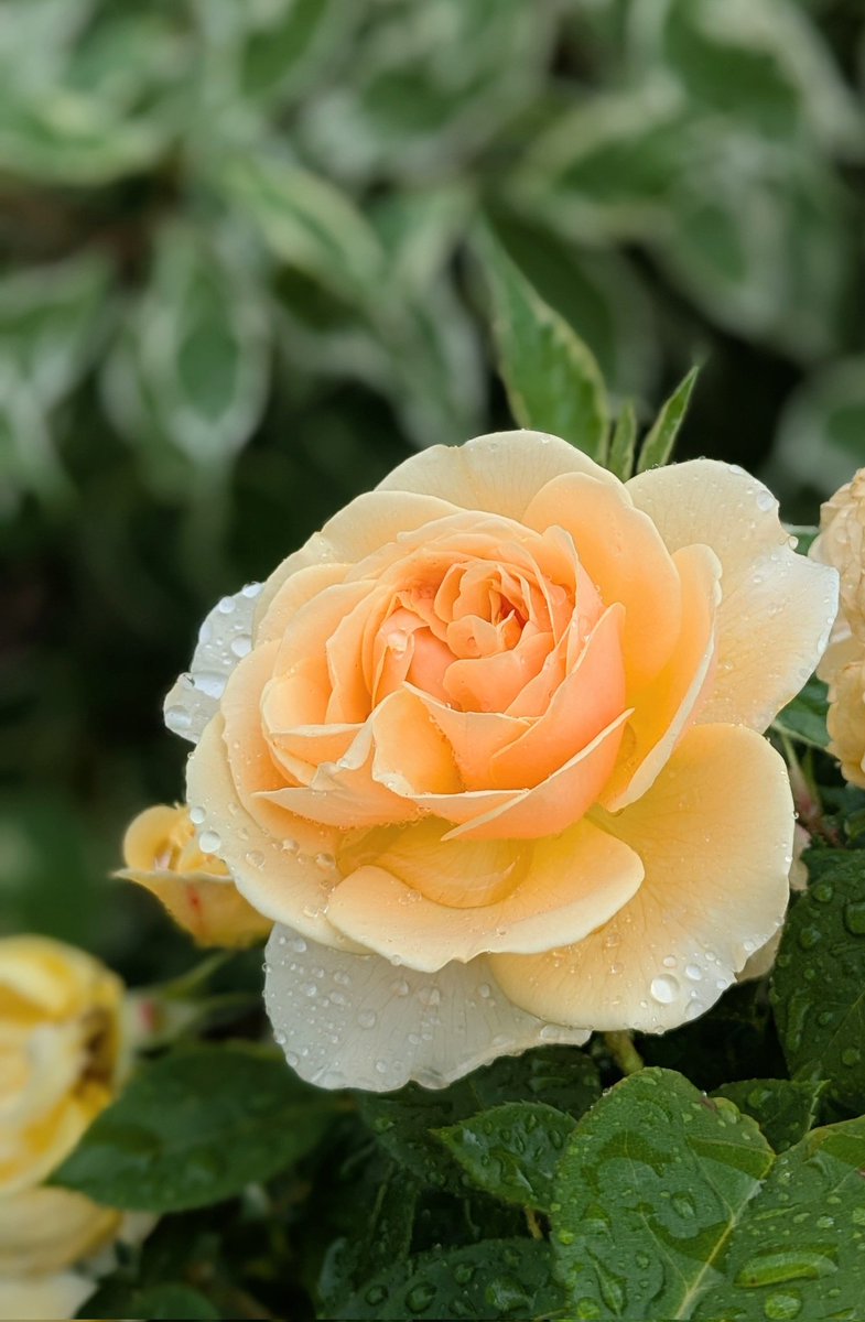 アマ楽お得情報 (@nKN19n1NXG24510) / Posts / X