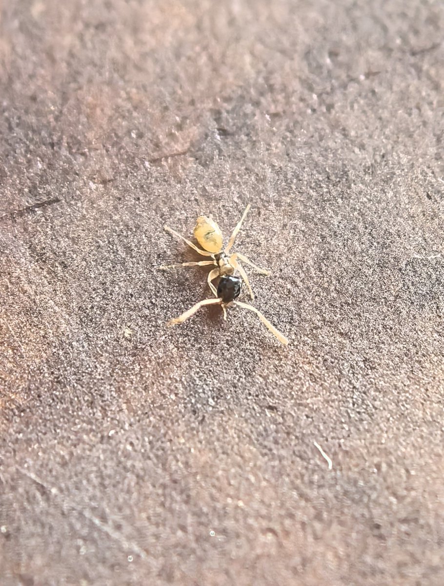 Julius Sobrino tweet media