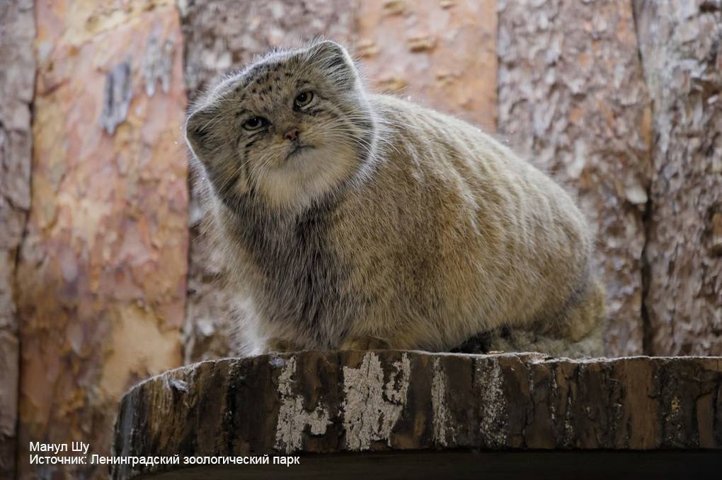 Wild_SPb's tweet image. Манул Шу завершил зажировку в Ленинградском зоопарке. Теперь его вес составляет 6,8 килограмм.

Какой милый пухляш🥰
