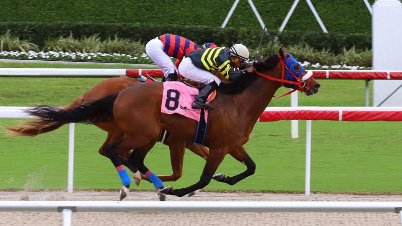 videohipico's tweet photo. #GulfstreamPark Race 2 / Carrera 2 2025/12/13 POWER FROM ABOVE https://t.co/n0njuhum71 https://t.co/IrsTkiMLVO