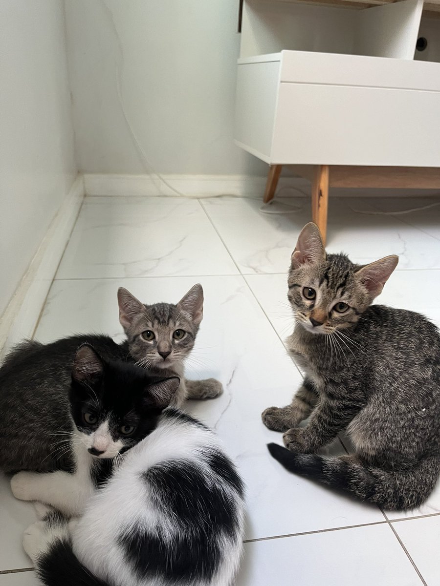 layemanuelle's tweet image. Minha casa já tem 4 gatos e, com esses, ficam 7. Por isso, estamos com essas belezinhas para adoção.