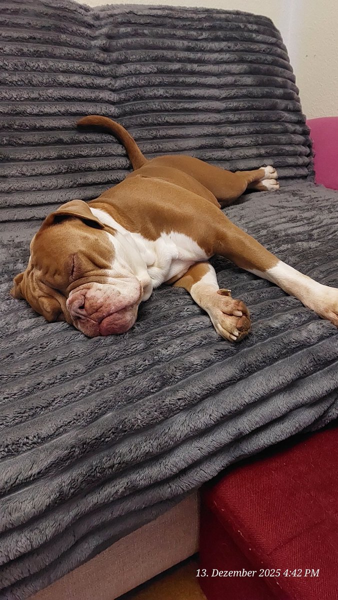 irisA201's tweet image. Der Wufftag ist fast vorbei  ... und er war toll 🤩 

Danke für alle Glückwünsche 🤗🤗🤗

Am Nachmittag seit längerem mal wieder HuSchu  ... nannte sich 'Plauderei'. 🐕 sollen auch mal Zeit für Gespräche haben  ...