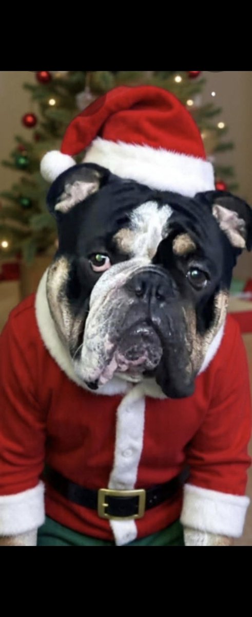 My boy feeling all festive n shit 🌲🎄🎁