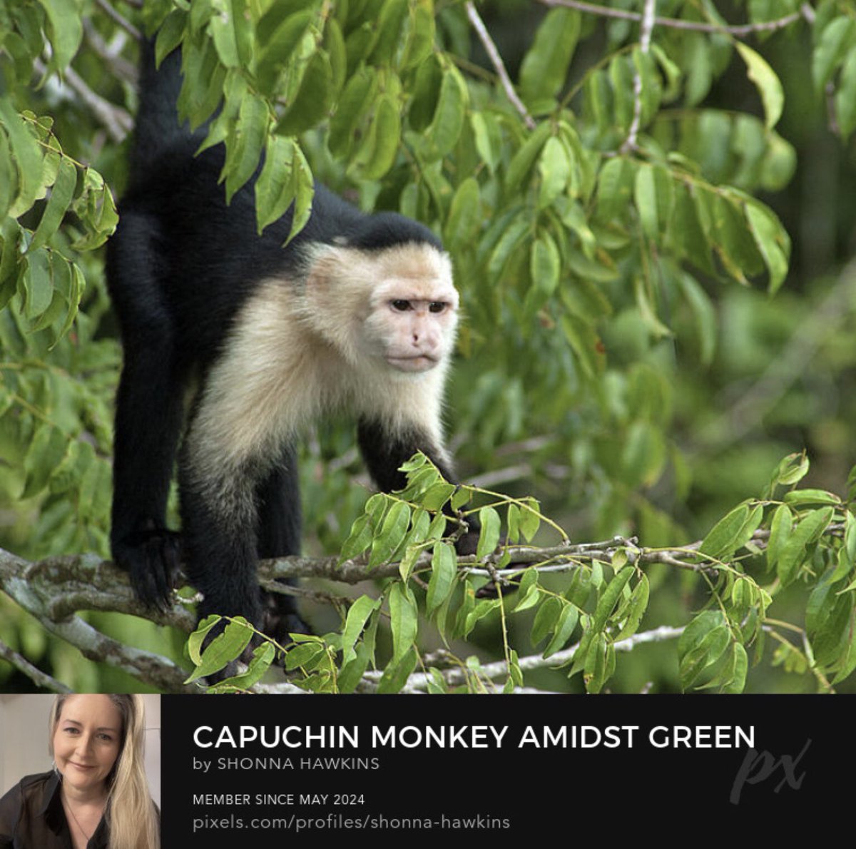 shonna99784's tweet photo. Capuchin Monkey Amidst Green Leaves, Panama https://t.co/P95TuZNC1S

#CapuchinMonkey #Amidst #GreenLeaves #Panama #ShonnaHawkinsPhotography #BuyIntoArt https://t.co/NqLBIwJAyM