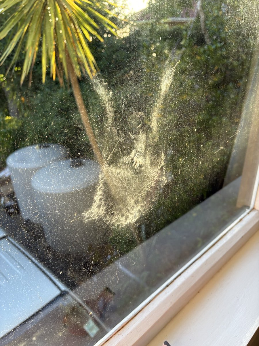 noir_angele's tweet image. Came home to this on Friday .  It must have been going fast . It even has the feathers #windowstrike #kereru . It’s now buried in the garden 😢