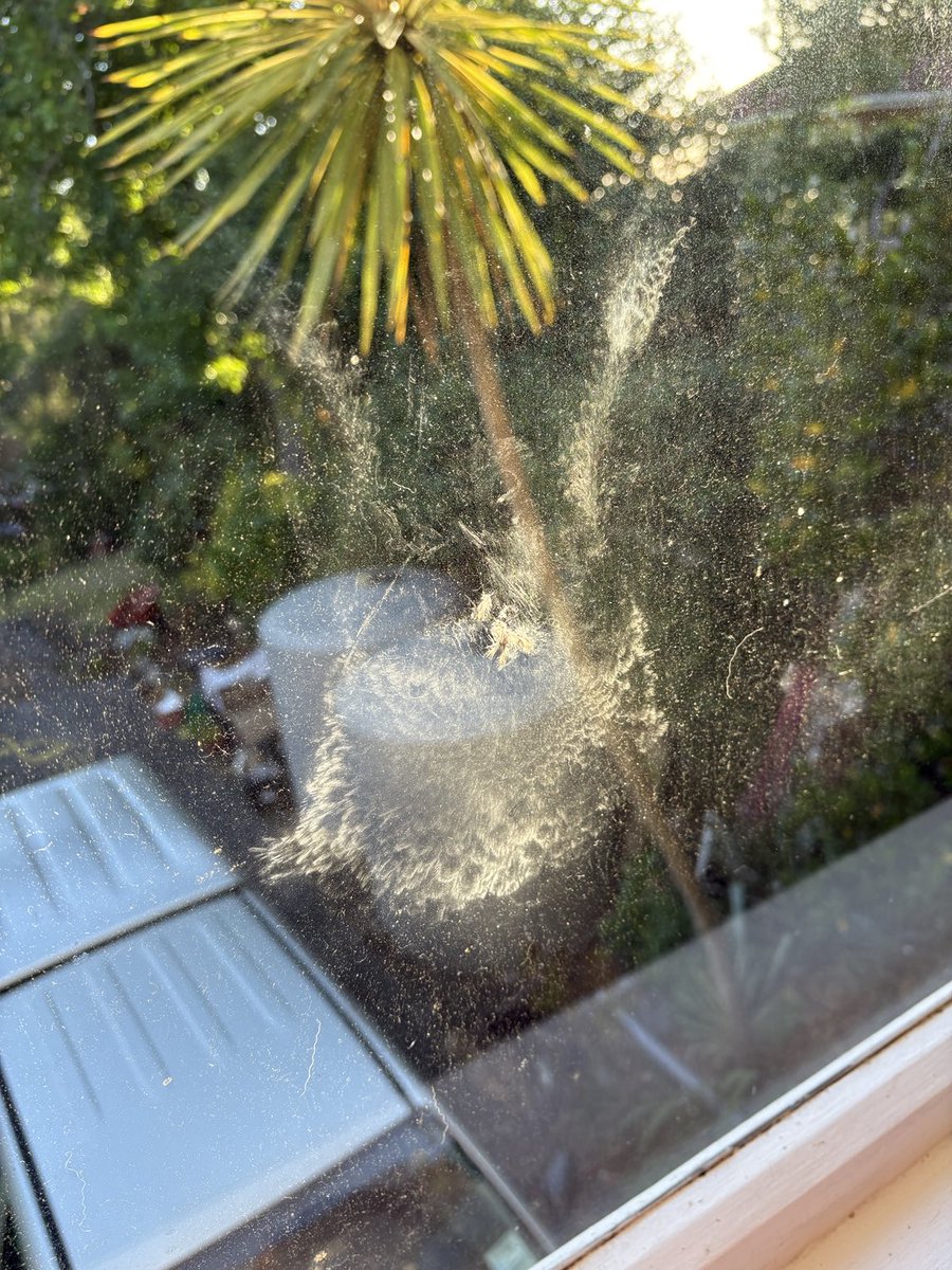 noir_angele's tweet image. Came home to this on Friday .  It must have been going fast . It even has the feathers #windowstrike #kereru . It’s now buried in the garden 😢