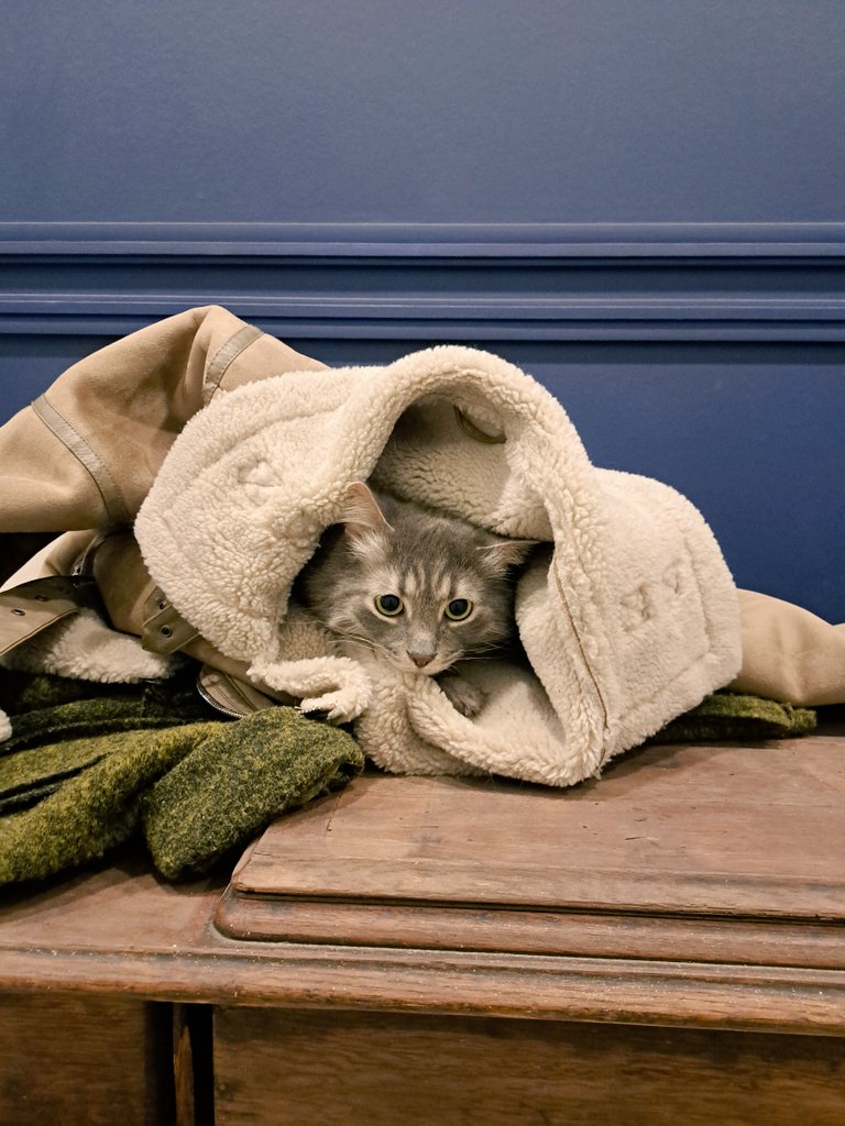 Увик меряет дубленку, пока у Людвига происходят удивительные кухонные приключения

Уборка дома с этими гремлинами проходит очень задорно