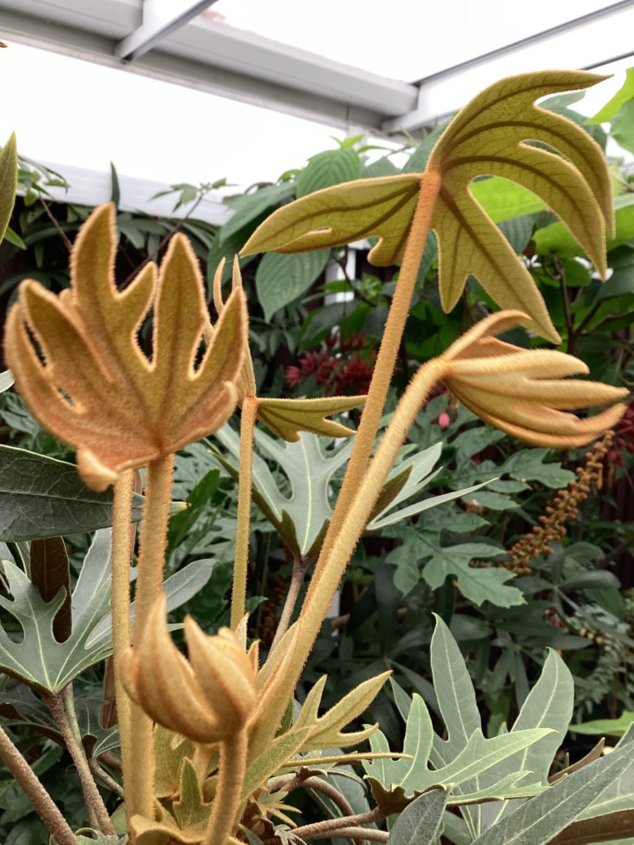 Mike Clifford tweet media