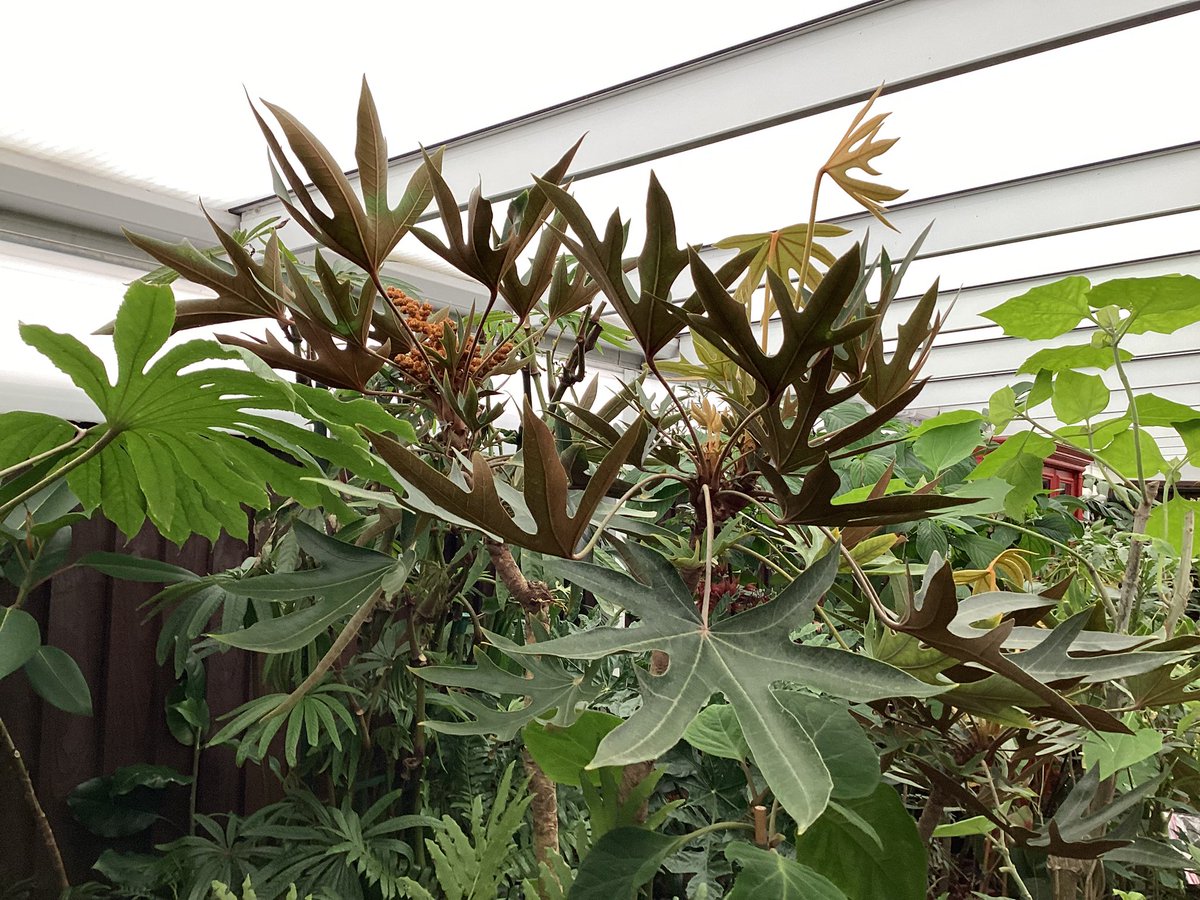 Mike Clifford tweet media