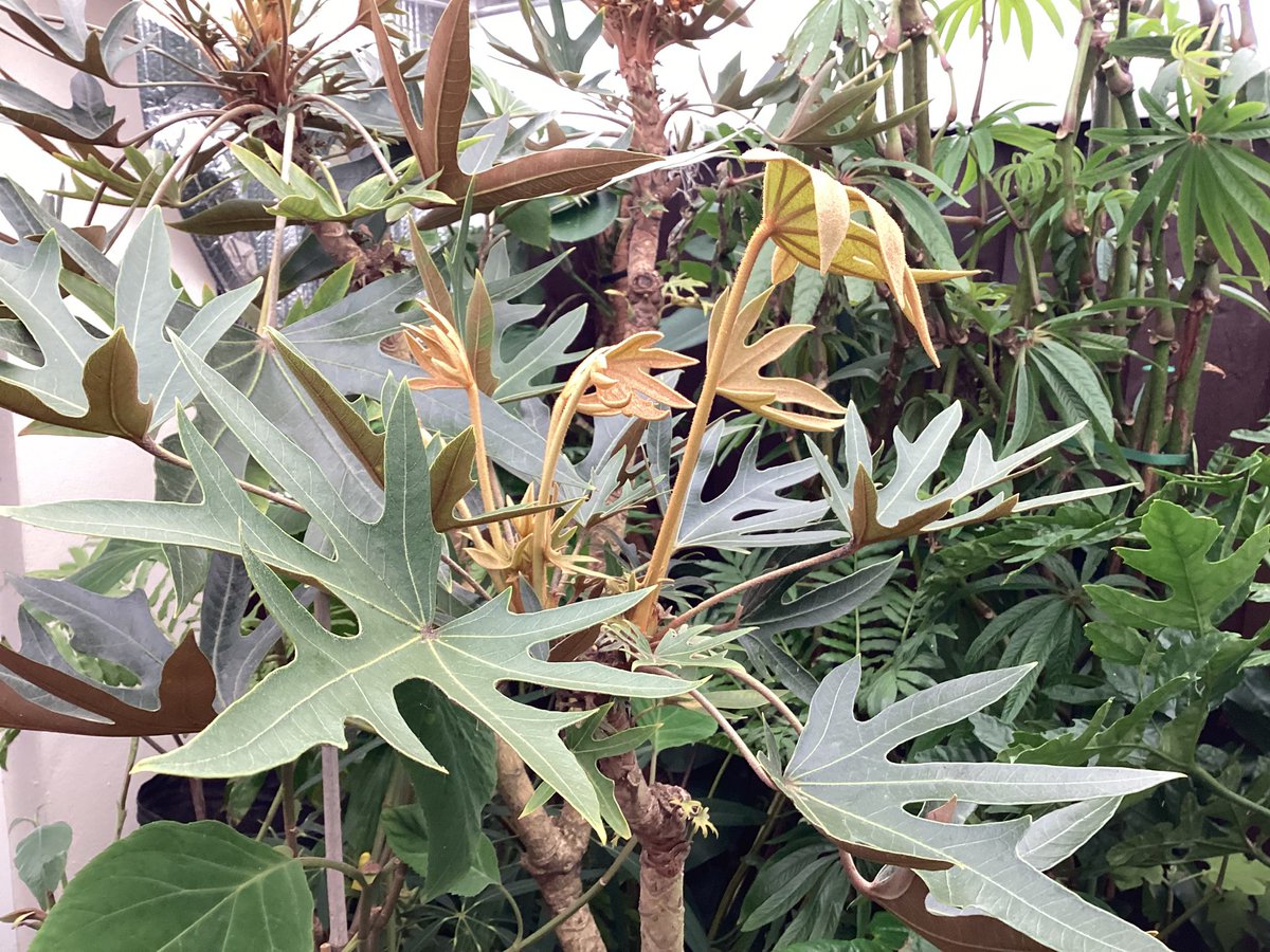 Mike Clifford tweet media