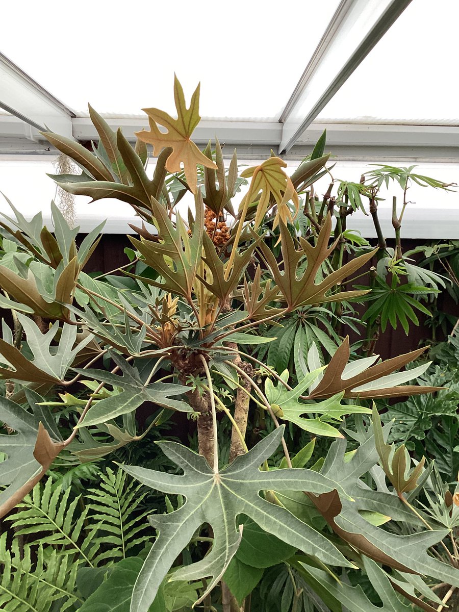 Mike Clifford tweet media