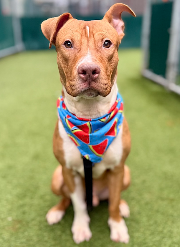 TAV4ACCMedicals's tweet image. Hash Brown🔥
#NYCACC  
🚨Kill Command

Puppy in a cage for over 60 days. A bunch of media content. Beloved by all

Tired of his solitary life. Desperate 4 attention &amp;amp; a home. Excited to go out &amp;amp; about but that is no reason to kill him 

#FostersSaveLives 
#Pledge4Rescue
