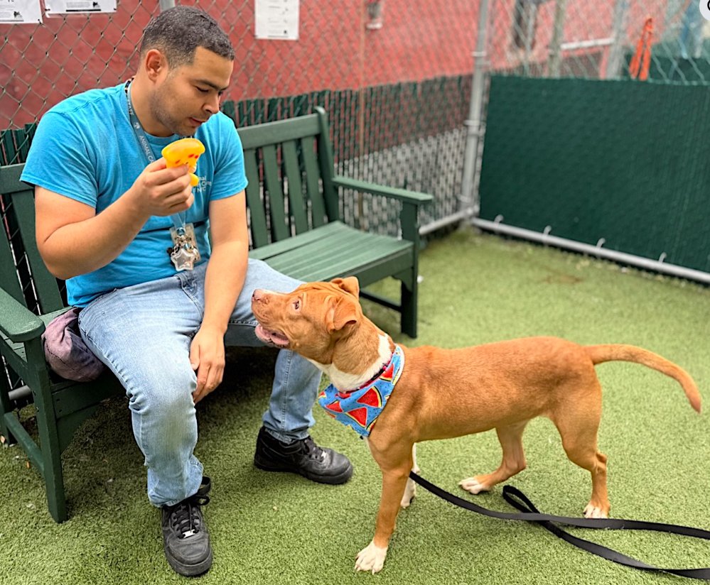 TAV4ACCMedicals's tweet image. Hash Brown🔥
#NYCACC  
🚨Kill Command

Puppy in a cage for over 60 days. A bunch of media content. Beloved by all

Tired of his solitary life. Desperate 4 attention &amp;amp; a home. Excited to go out &amp;amp; about but that is no reason to kill him 

#FostersSaveLives 
#Pledge4Rescue