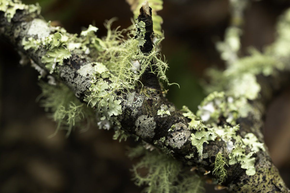 JPMasonII's tweet photo. Lichens are crystals from the forest

#rokinon #woodlandphotography #canon https://t.co/mLnyFLTapq