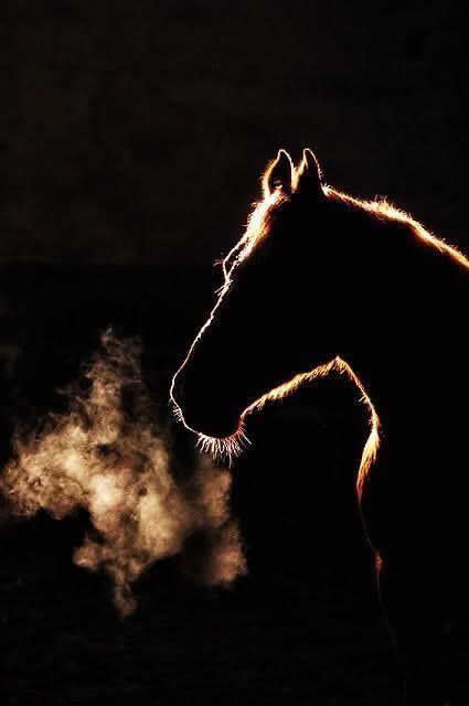 lo2ai1's tweet photo. خليك زي الحصان 🐎 قافل علي عنية ومركز في التراك  بتاعة وبس https://t.co/QZ90HyJDyk