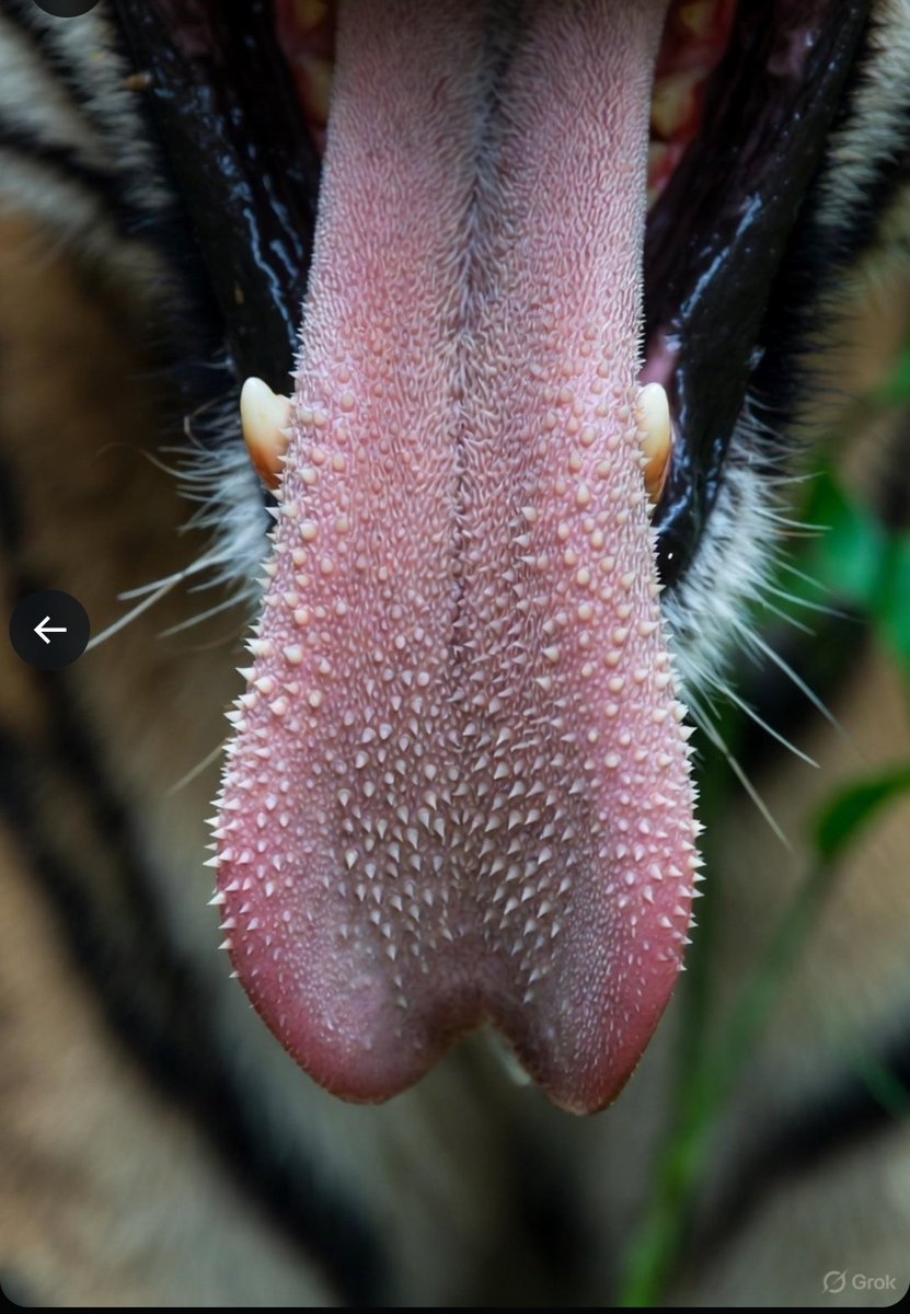 Did you know the surface of a tiger's tongues is studded with hundreds of tiny, keratin-based projections called papillae. These are sharp, hooked, and curved backward, giving the tongue a rough, sandpaper-like texture, often compared to coarse-grade sandpaper.