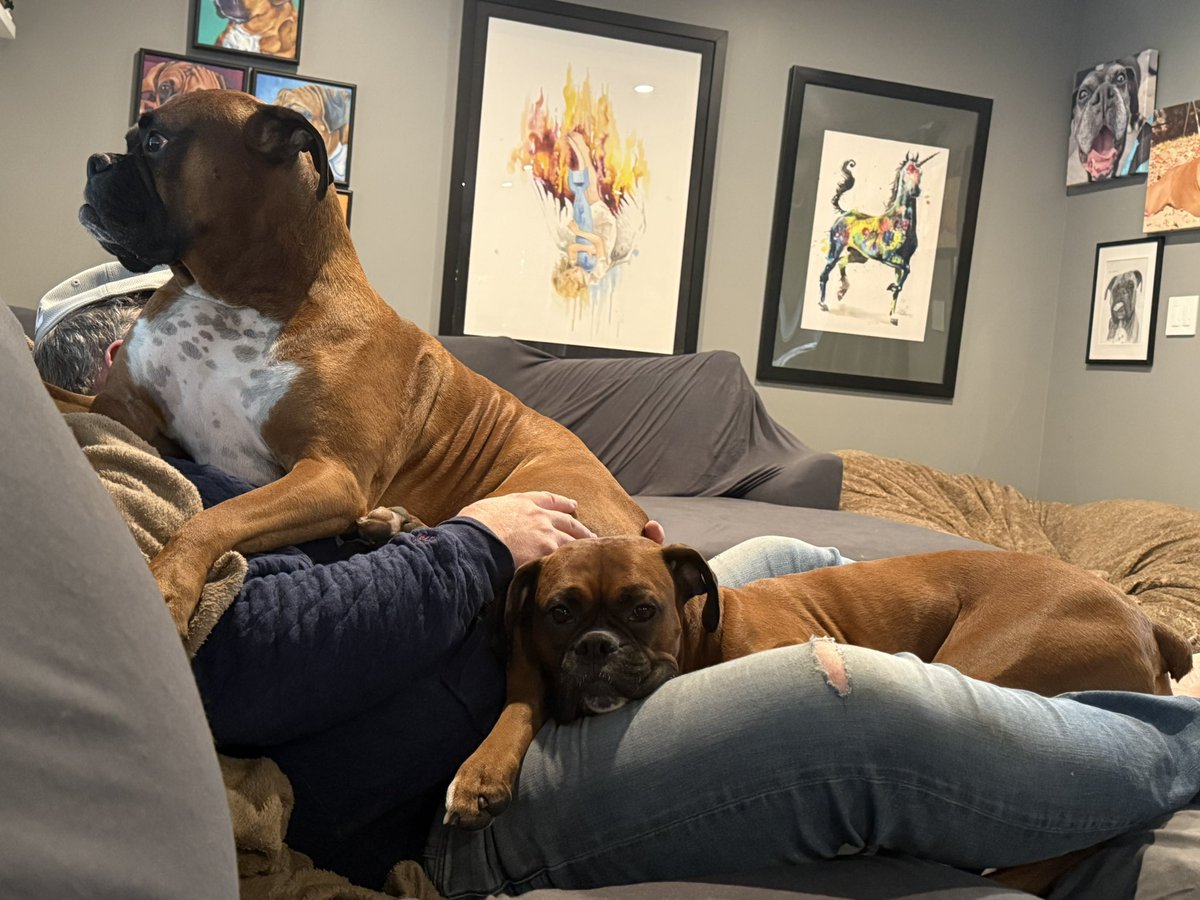 Such a boxer thing!   

#boxerpuppy #boxerdogs #boxerlife 
#boxerlovers #boxersrock #boxersoftwitter #boxerdogsoftwitter #dogsoftwitter #dogsofx