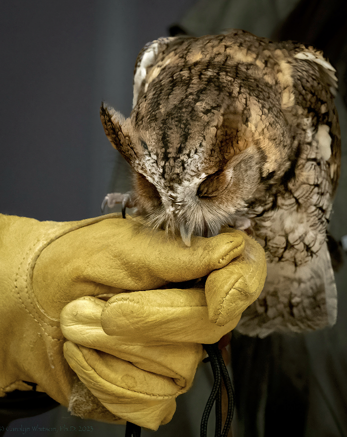 ChezCirce's tweet photo. Day 13 of #owlsofadvent &amp; I'm trotting out a fave of mine: this screech #owl. Usually *really* irritable, gently nibbling on the hand that feeds it.@BooksTeaFilms
@CathyRLowe
@TheHistoryMouse
@ianebbage1
@caputmundiHeidi
@todbooklady
@rikardorichards
@TraffordLj
@BrianDu04700318 https://t.co/hrXWOlTRPK