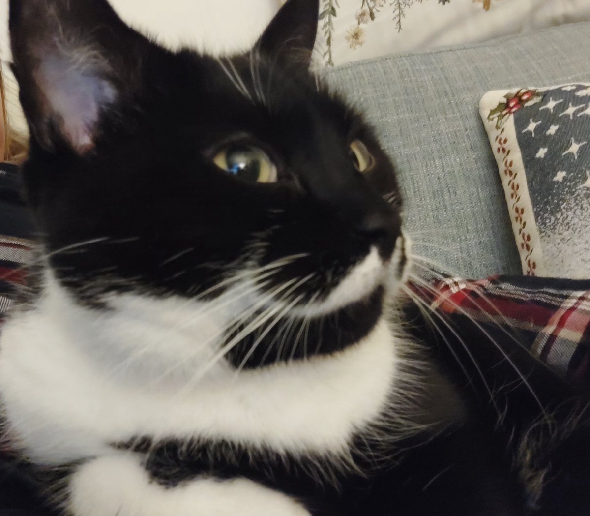 Happy #Caturday, Lumi 🤍🐈‍⬛