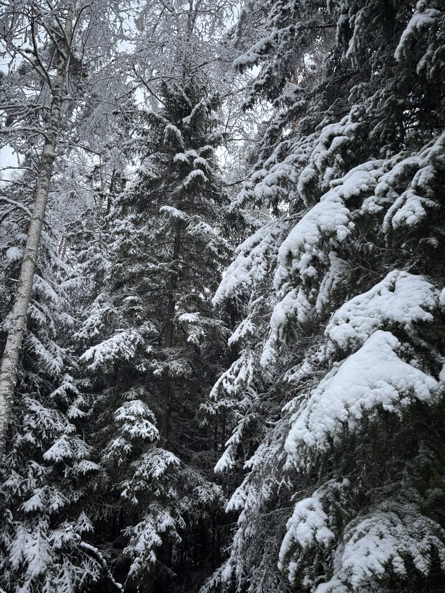 HelalaMari's tweet photo. Kaunis luminen metsä ja joulukuusikin löytyi 🌲 https://t.co/ZYz7uIV7rB