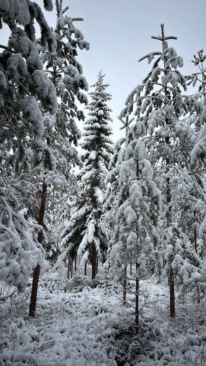 HelalaMari's tweet photo. Kaunis luminen metsä ja joulukuusikin löytyi 🌲 https://t.co/ZYz7uIV7rB