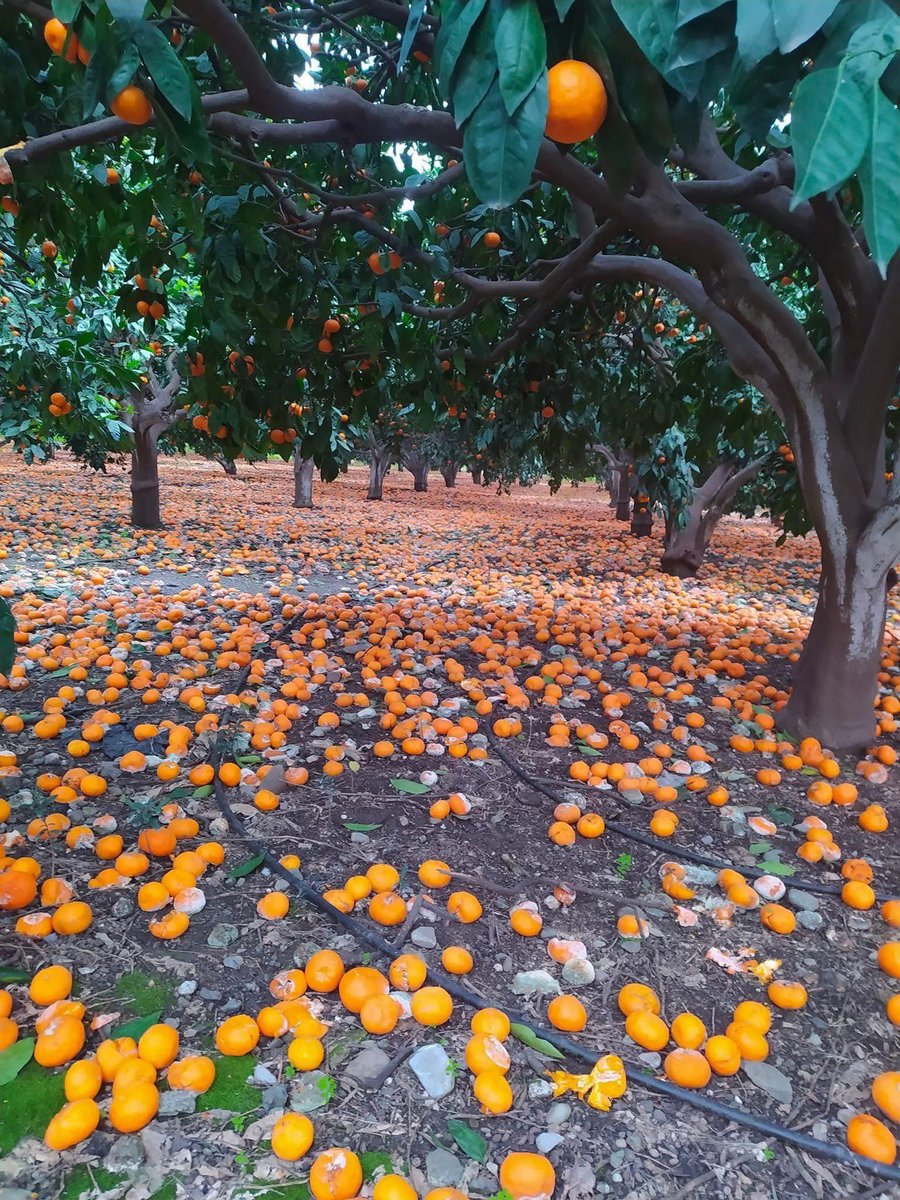 detectorfood's tweet photo. Mandalinaya dalında 1tl teklif ediliyor.
Çiftçi bahçesine bile gitmek istemiyor.
 
Bu konuda belediyeler ve koop market neden harekete geçmez?

@VahapSecer 
@abdullahciftcib 
@tarimkredi 
@ZeyitSener https://t.co/Q1cnAp6T3l