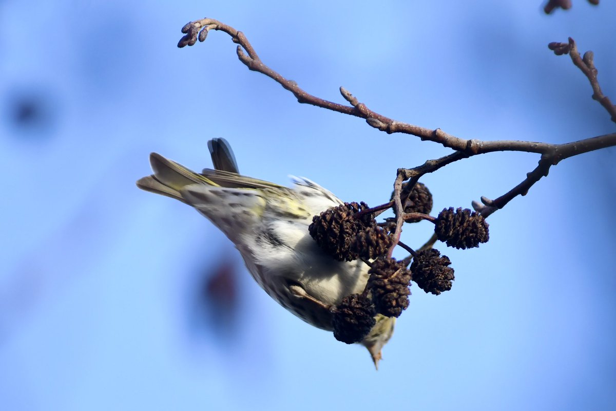 Phil Burnside tweet media