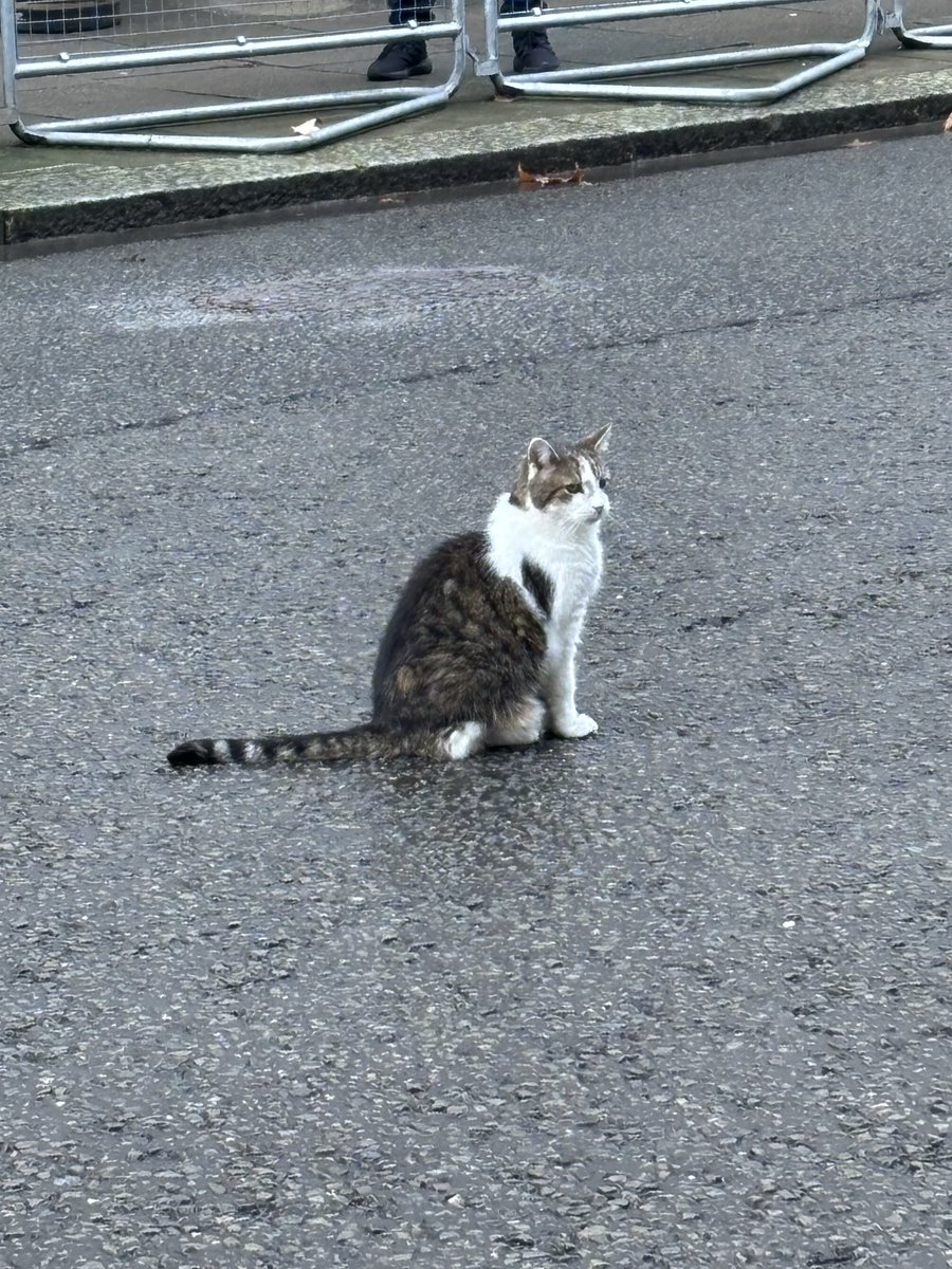 TheTopazFiles's tweet image. I was very honoured to be invited to number 10 last week representing @wearehourglass_ . Not just meeting the Prime Minister, Deputy PM, Home Sec and key ministers to talk about VAWG and older victim-survivors, but also a very inspirational figure, the Chief Mouser, Larry. #cats