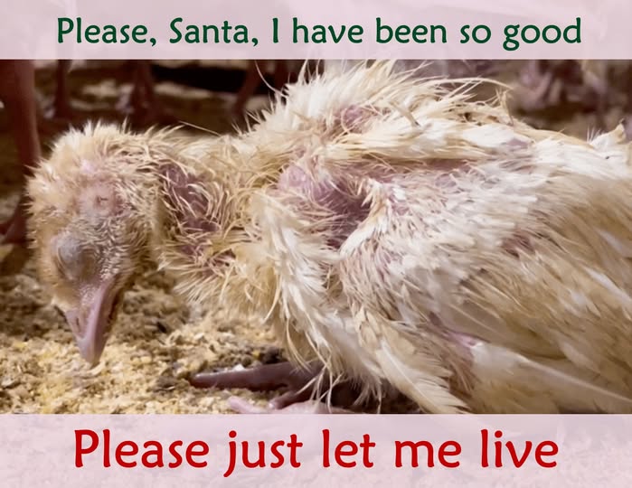 Ellie CG tweet media