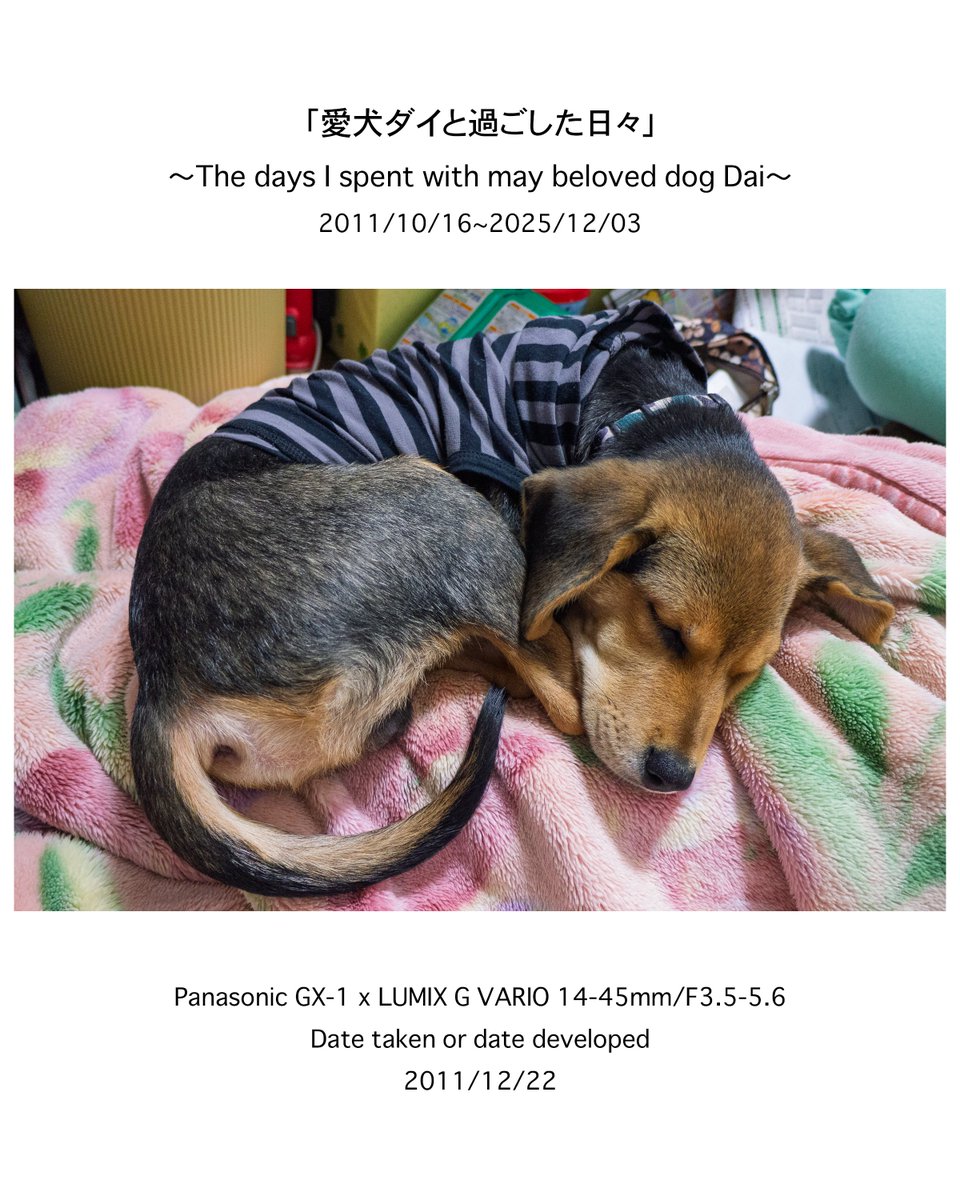 naoki_kawashima's tweet image. -----------------------------------
〜愛犬ダイとの14年間を振り返る〜

大切な家族の一員として共に暮らした愛犬「ダイ」の14年間を、私が撮影した写真で振り返ります。
-----------------------------------

「私のフォトアルバムから」No.0009
撮影日(現像日):2011/12/22

→…