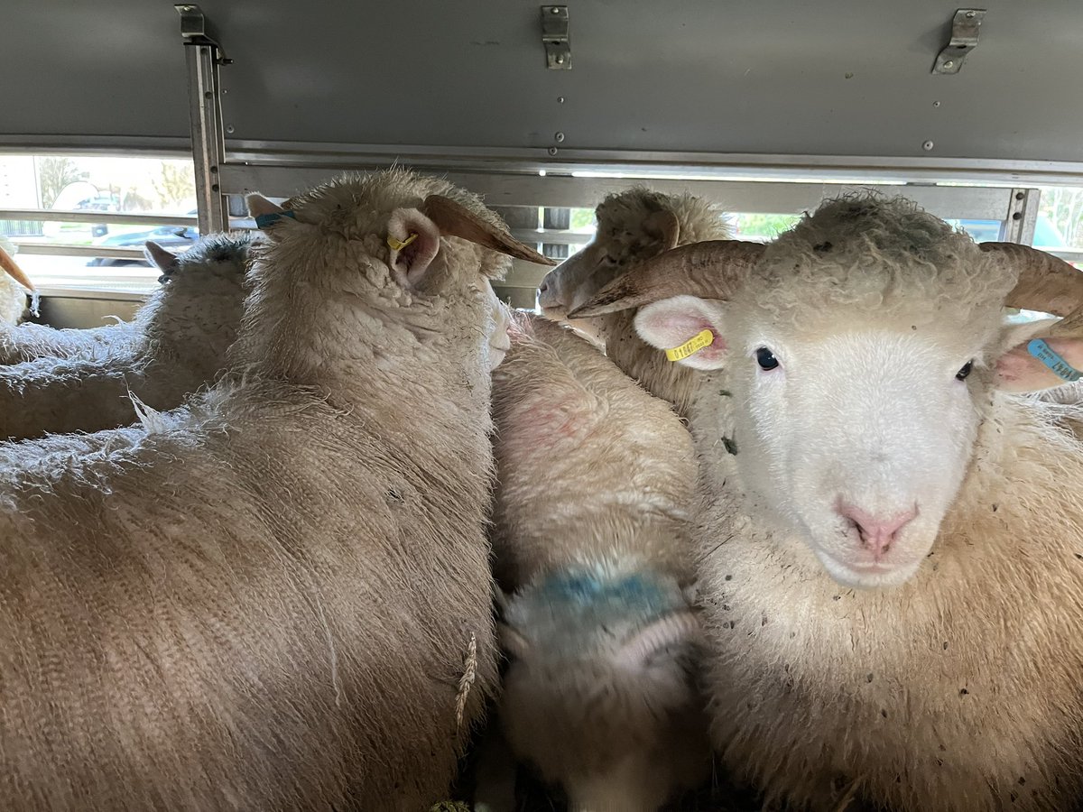 🐑 Farmer Dixon 🐐🐮🐓🐏🌿 tweet media
