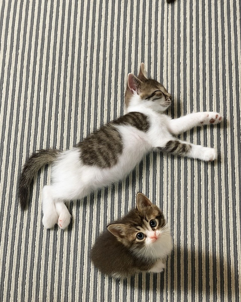 Cat 🐈 (@cutecatsmagic) on Twitter photo 