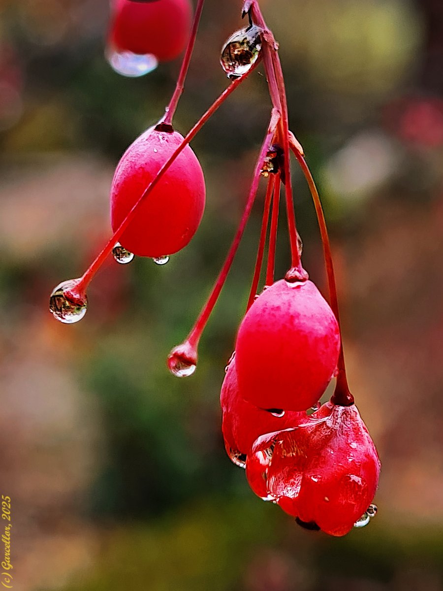 Frutos de Berberis jamesiana. Real Jardín Botánico. Madrid, España. Diciembre de 2025.

#garcellor #berberisjamesiana #agracejo #realjardinbotanico #fotosconmovil #parquesdemadrid #bajolalluvia #gotas #gotasdeagua #frutosdeinvierno