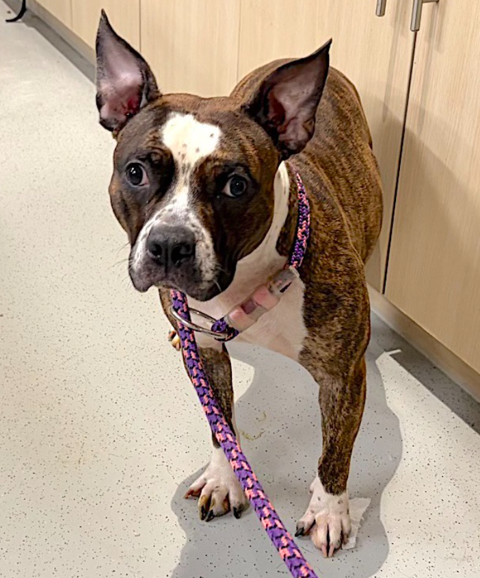 TAV4ACCMedicals's tweet image. Pepper 
#NYCACC 
🚨Kill Command 

Pepper is scared. Pepper vocalizes when overwhelmed. Take in the yard, watch Zoomis, enjoy cuddles &amp;amp; that wiggle. 

Pepper needs a calm home &amp;amp; structure. Someone to expand on her skills &amp;amp; love
Dog Friendly 
#FostersSaveLives 
#Pledge4Rescue