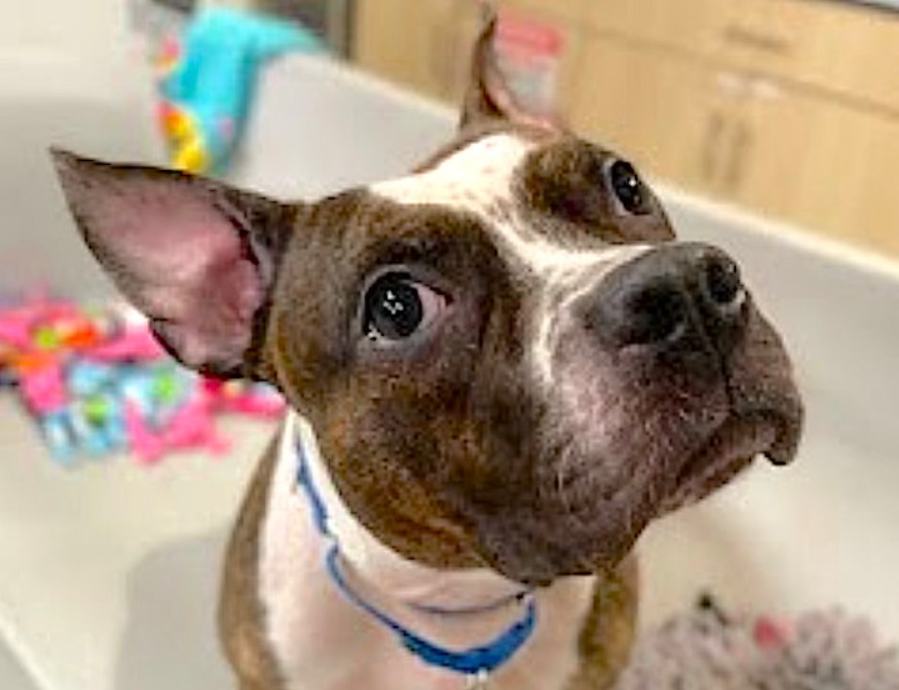 TAV4ACCMedicals's tweet image. Pepper 
#NYCACC 
🚨Kill Command 

Pepper is scared. Pepper vocalizes when overwhelmed. Take in the yard, watch Zoomis, enjoy cuddles &amp;amp; that wiggle. 

Pepper needs a calm home &amp;amp; structure. Someone to expand on her skills &amp;amp; love
Dog Friendly 
#FostersSaveLives 
#Pledge4Rescue