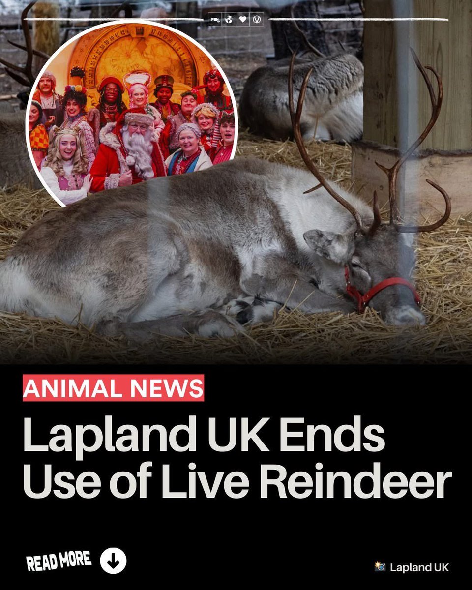 Lapland UK confirmed it will no longer feature live reindeer in its Christmas attractions. Instead, the company will use detailed reindeer models and animatronics, aiming to preserve the magic of the experience while removing the risk of animal harm.

Lapland UK stated that no