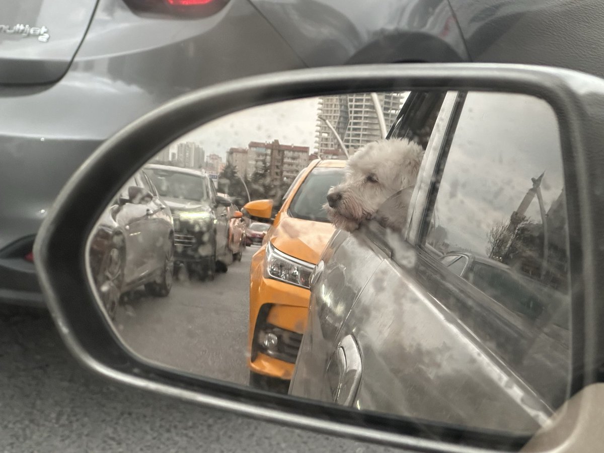 Olgunay Kose (@lazrobin) on Twitter photo 