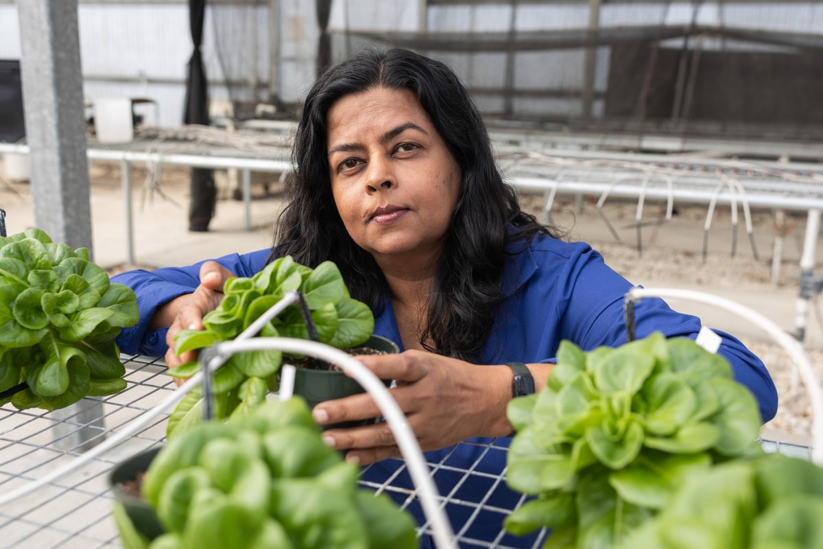 UF_IFAS's tweet photo. Meet new @ufhorticulture faculty Dr. Uttara Samarakoon, the newest horticultural scientist at @UFMREC, advancing sustainable controlled-environment agriculture in Florida.

She’s driving impact through:
➡️ Research on sustainable crop + nutrient management
➡️ Training programs for protected culture growers
➡️ Nearly $430K in USDA-funded research

Learn more 🔗 https://t.co/Tw7uVZY3WF