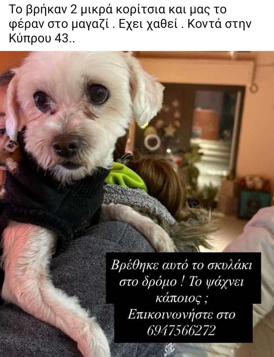 KatKatPt's tweet image. 🆘️🆘️🆘️
Βόλος 
Κοντά στην Κύπρου 43
Βρέθηκε το σκυλάκι της φώτο 
Το αναζητεί κανείς;
Rt 🙏 🙏 🙏