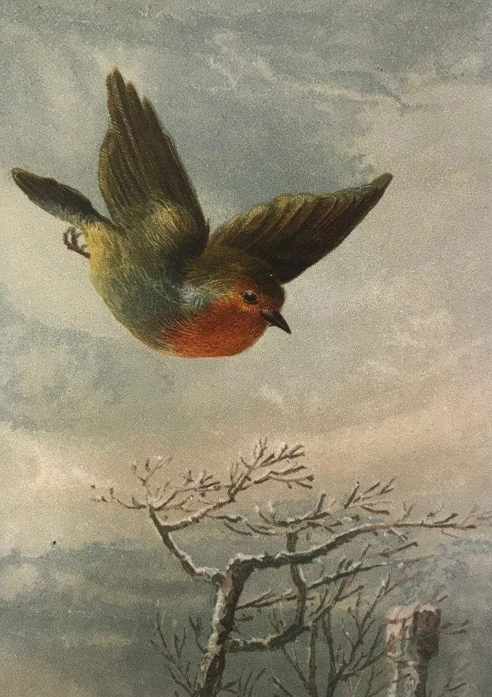 💨🌨️💨"The North wind doth blow,
And we shall have snow,
And what will poor robin do then, poor thing?
He'll sit in a barn,
And keep himself warm,
And hide his head under his wing, poor thing."

🪶16th century English nursery-rhyme
#FolkloreSunday