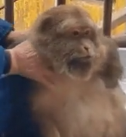 ruthiruth_ruth's tweet image. Aight voulme 2 was a lil set up for the next arc and next one will be tatsuo vs yoshina GOOD STUFF #LetsGetIt #Tomorrow