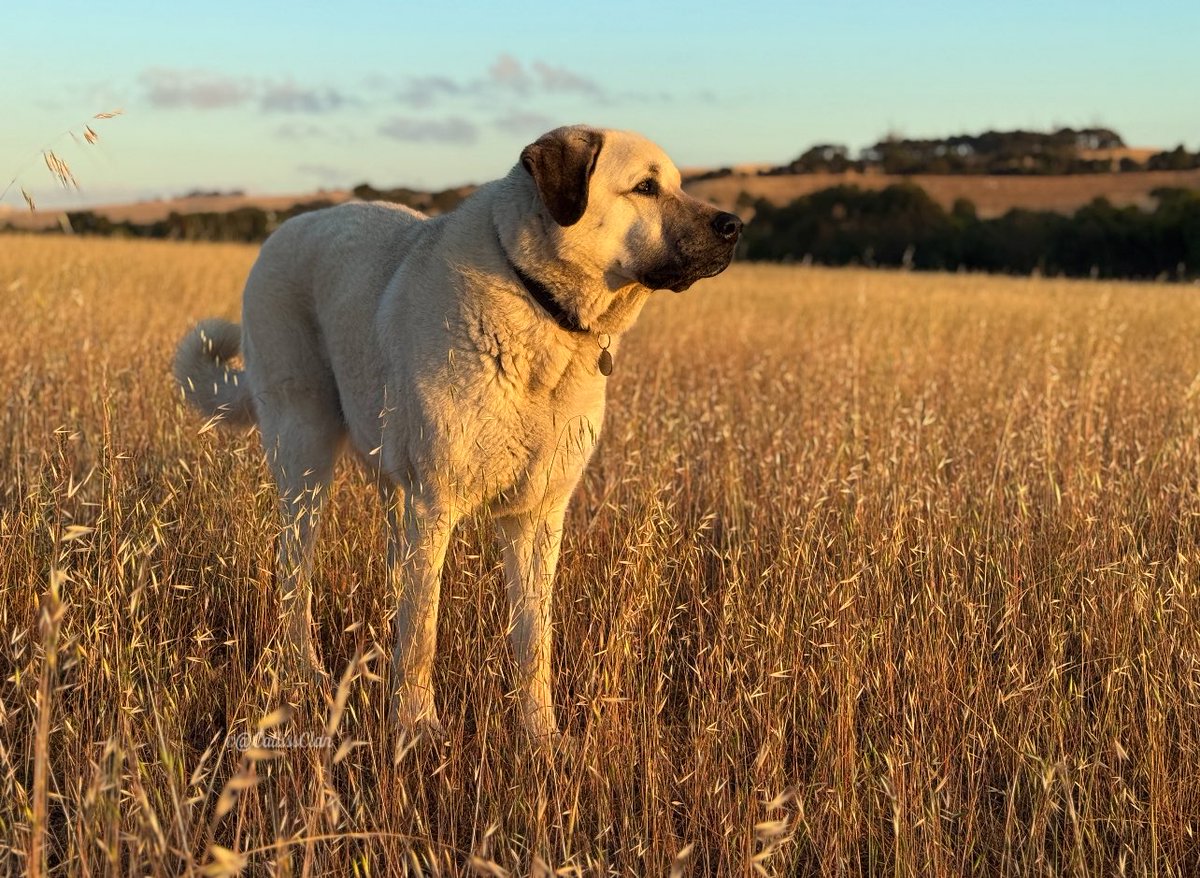 Calliss Clan (@callissclan.bsky.social) tweet media