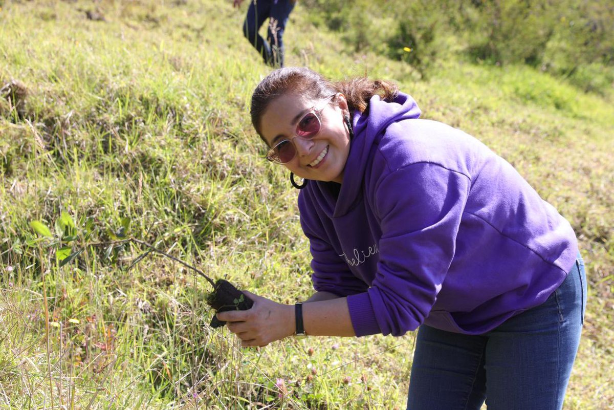 🍃 Reverdeser 🍃 es parte de nuestro compromiso con el cuidado del ambiente y la reducción de la huella de carbono. En este marco, en el ⛰️ cerro Ilaló, sembramos 150 especies forestales, entre ellas laurel de cera, capulí, jambolán, entregadas por COMAFORS (Ecuador).🌳