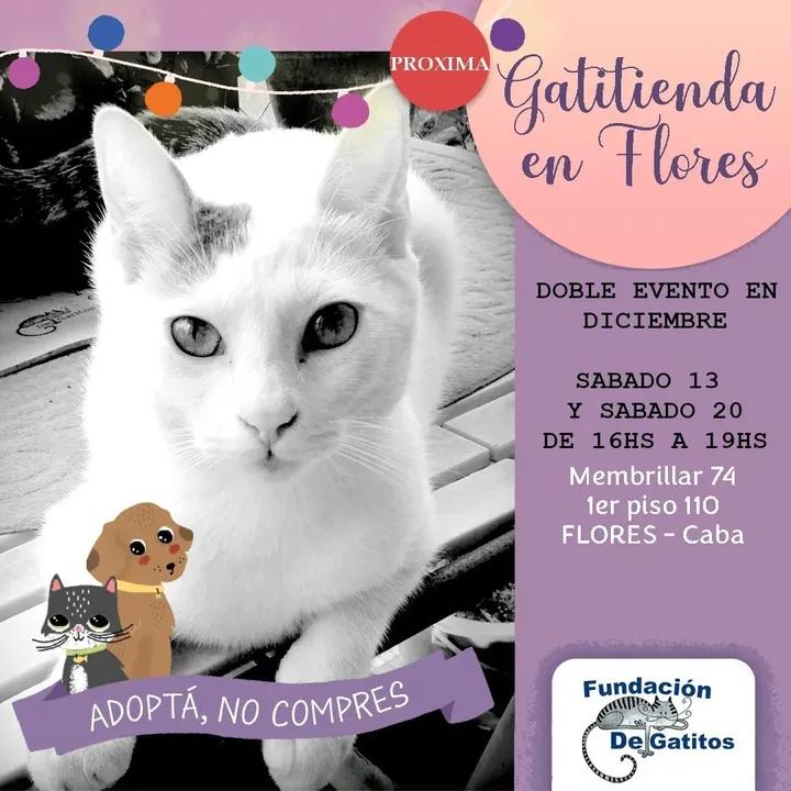 DeGatitos_'s tweet photo. #GatitiendaDeGatitos
Los esperamos HOY de 16 a 19 hs
Membrillar 74
Primer piso depto 110
FLores.
Yodita super loockeado para pedirte upa.
Con toda nuestra gatitienda
Y con los Almanaques 2026.
Vení a buscar el tuyo y ayudas a nuestros rescatados
#yodavalentin https://t.co/Mkee2lhI3S
