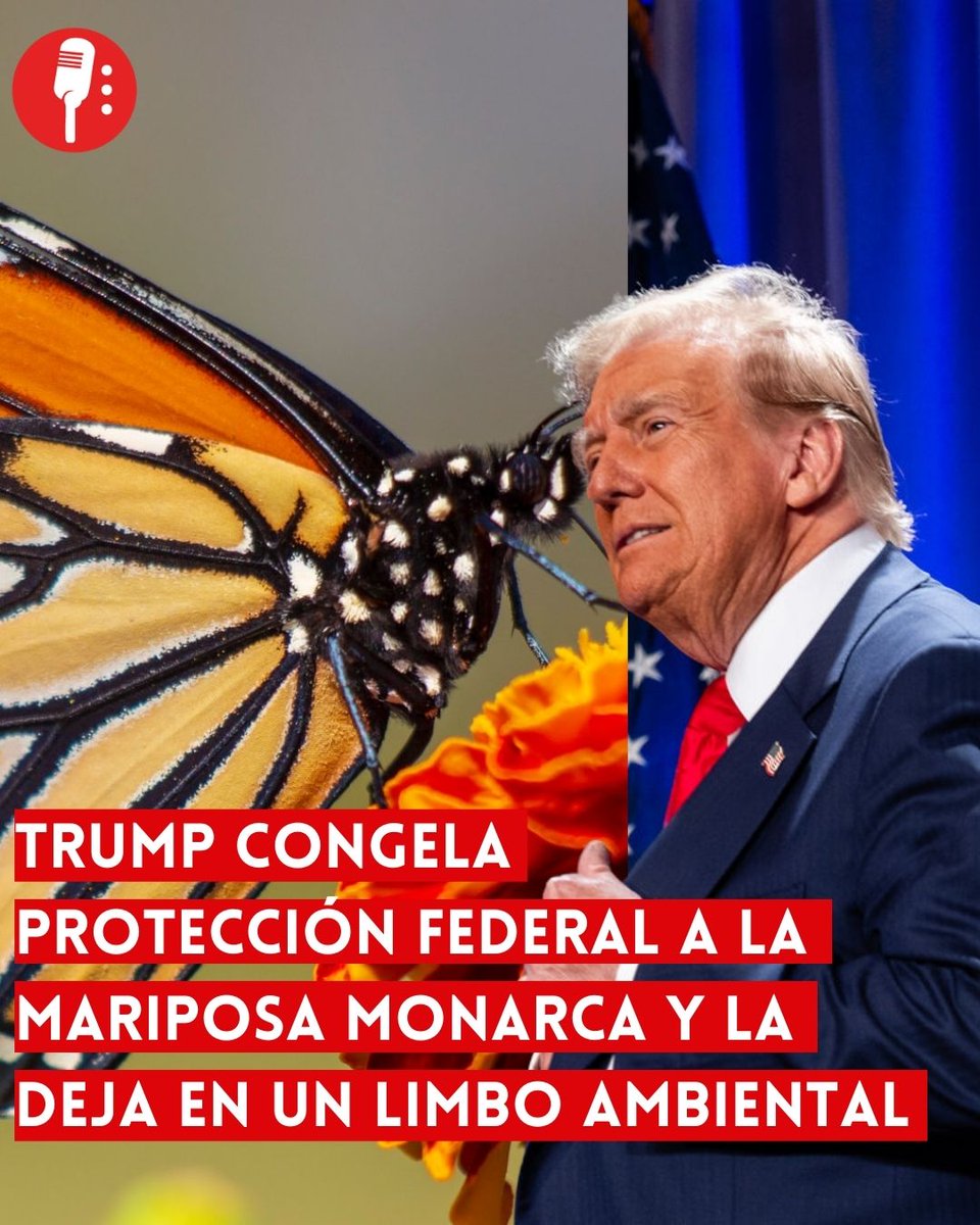 Los Reporteros MX tweet media