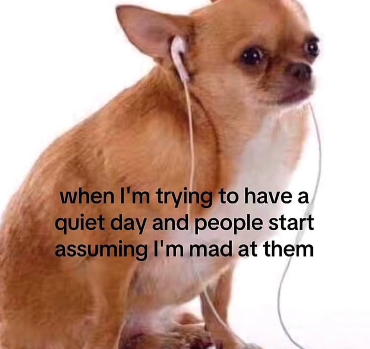 RespectfulMemes's tweet image. 