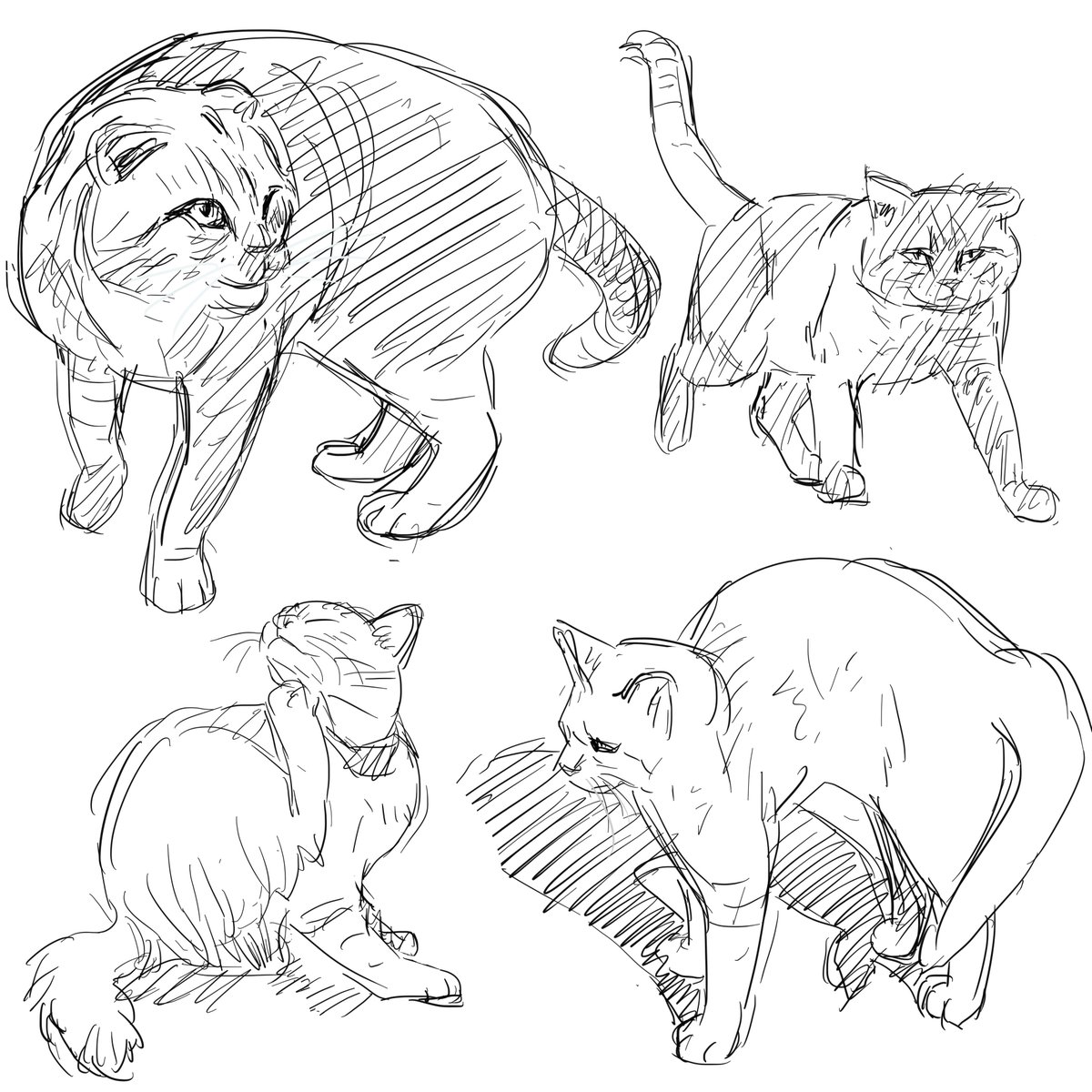 寝てしもた
まだ眠いので
あとは明日（てか起きてから😅）
苦しまぎれは
猫モシャー（くろっきー？）
おやすみなさいー🥱😴