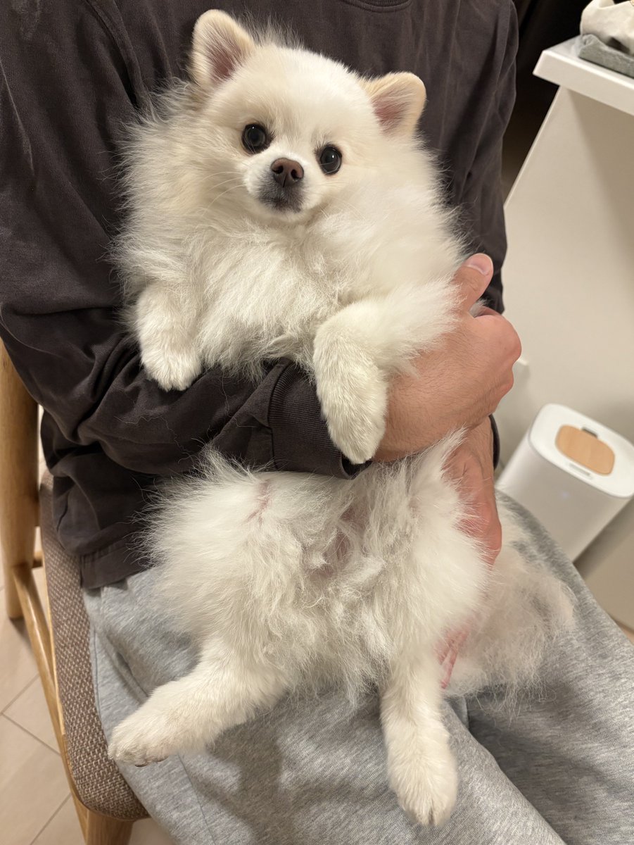 ポメラニアンの人様 ふわふわの赤ちゃん